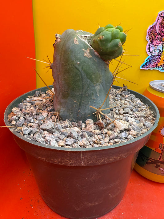 Big fat TBM in 6” wide pot