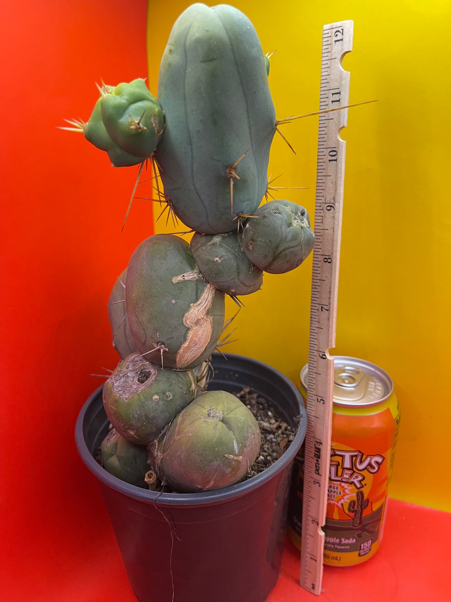 TBM !!! Potted cactus