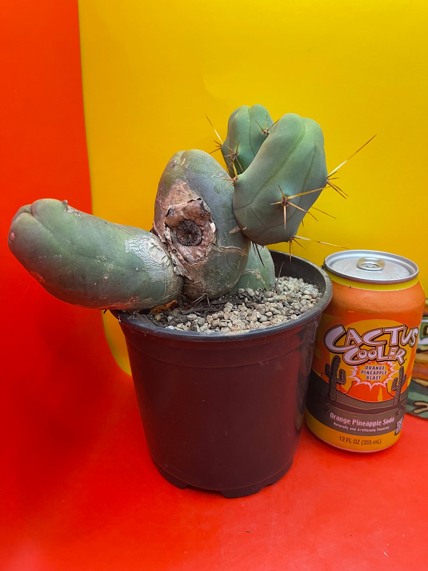 Cactus - TBM !!