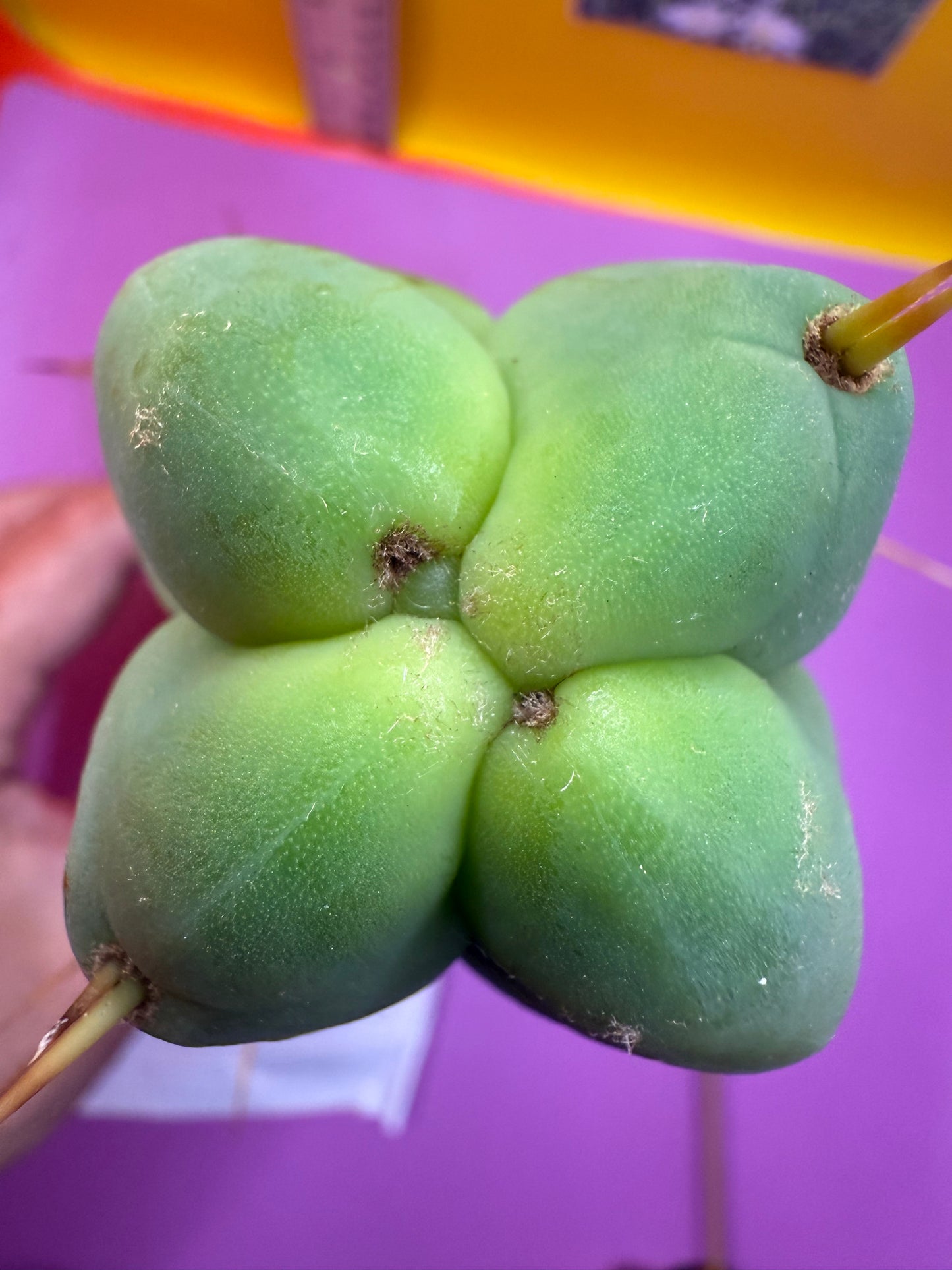 4 Wind Bridgesii “LMA” La Mirada Angelo