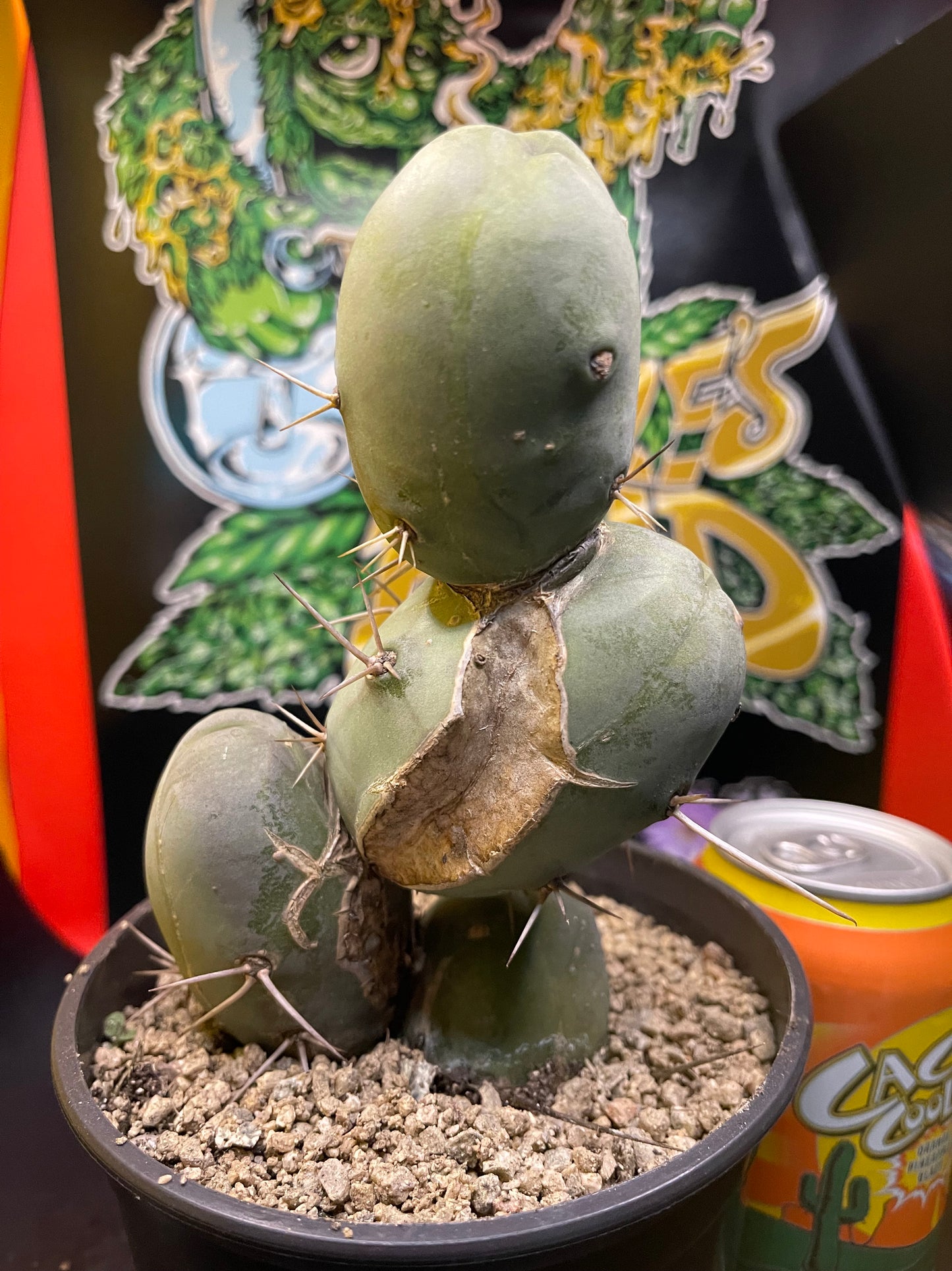 PENISCACTUS !!