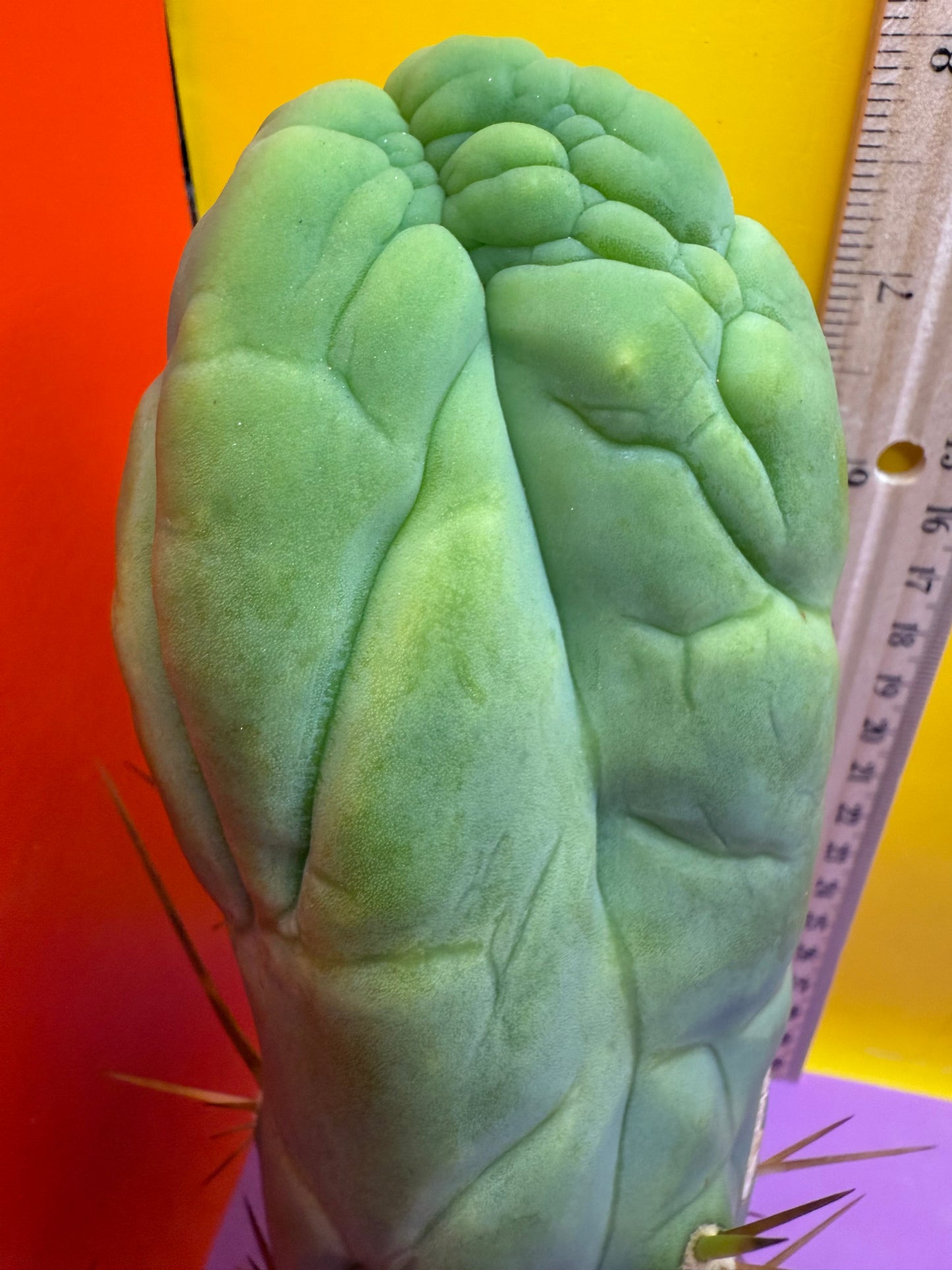 Bruce’s Dragon - almost 3” thick !