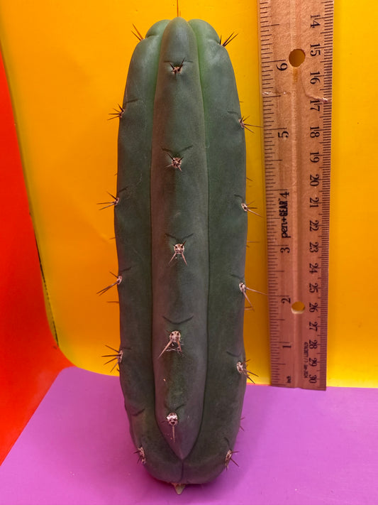 Christmas Sale !! YOWIE x WOWIE cactus !!!!