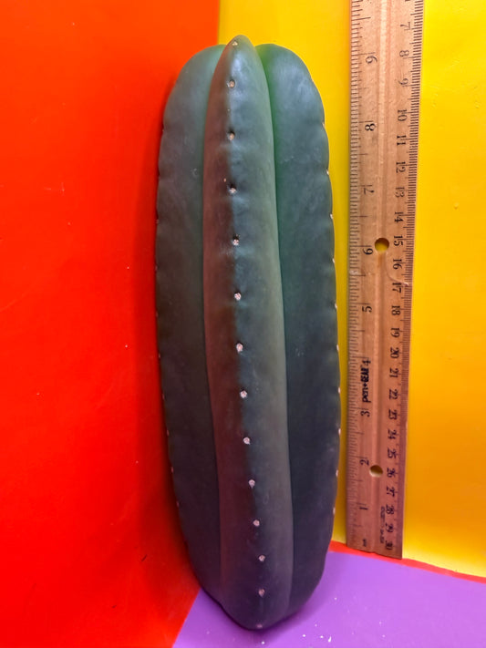 JUICE BOX 🧃! Trichocereus  Scopulicola