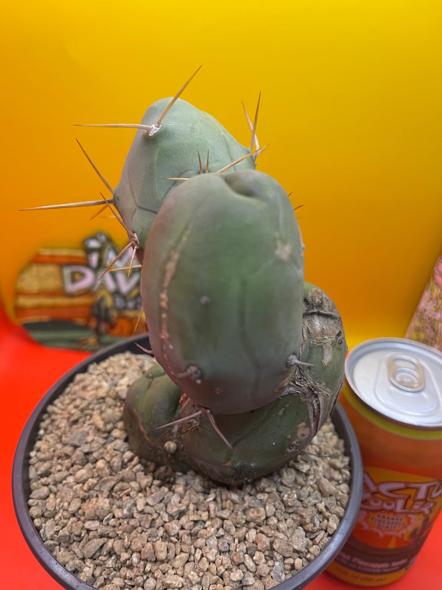 TBM CACTUS