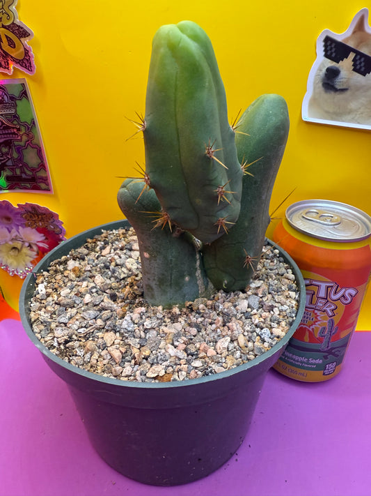 Tbm in 6” inch wide pot- exact cactus pictured!