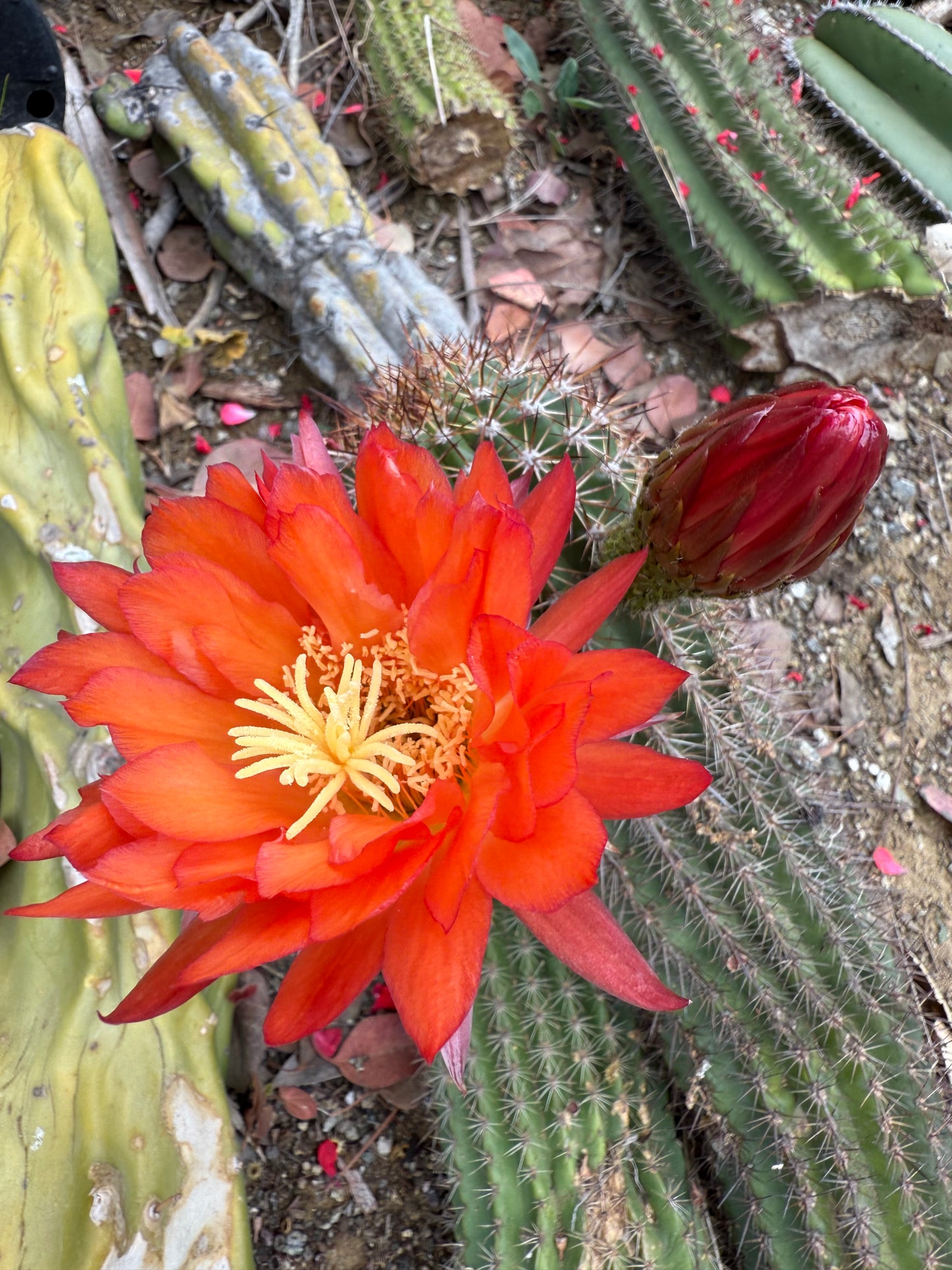 Trichocereus Huascha “Pala peach” o.p. seeds