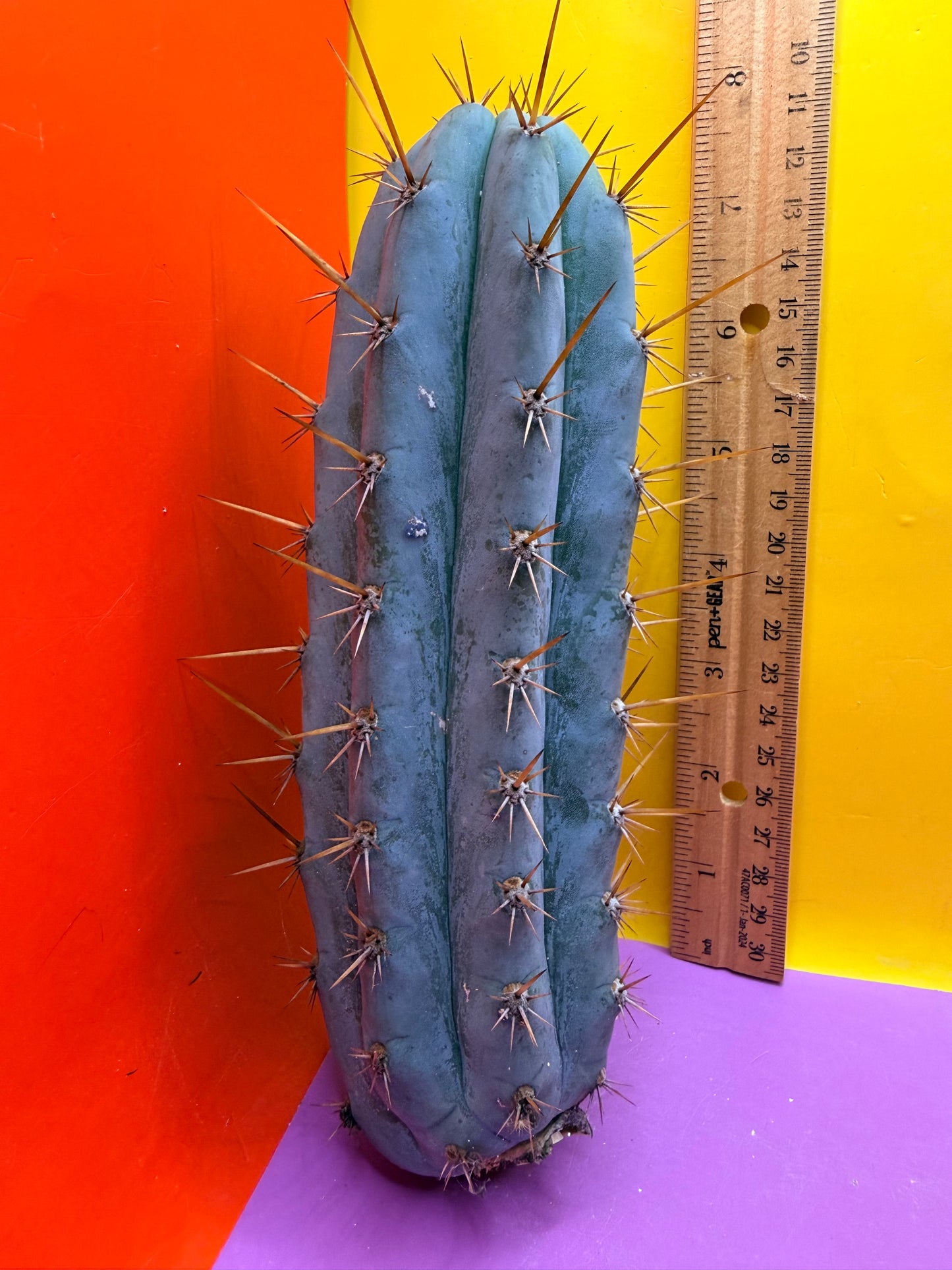 Powdery Blue Trichocereus Peruvianus !!