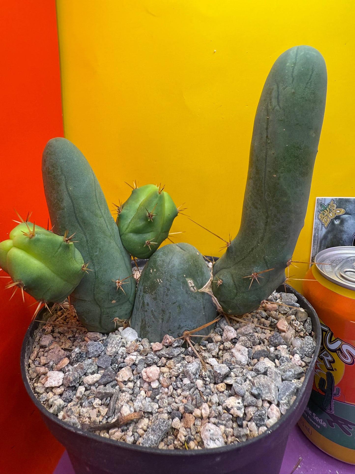 Tbm in 6” wide pot with 6 segments