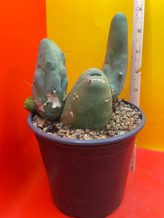 TBM-b trichocereus bridgesii monstrose cactus in a pot .