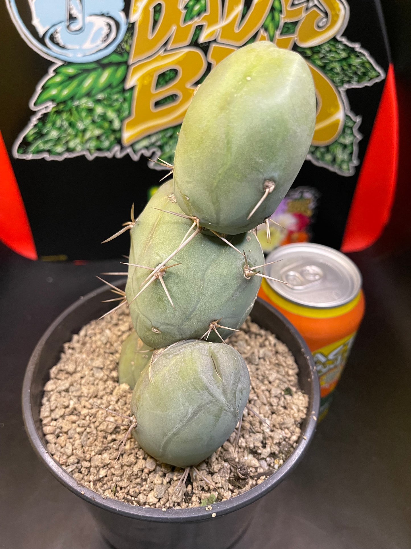 PENISCACTUS !!