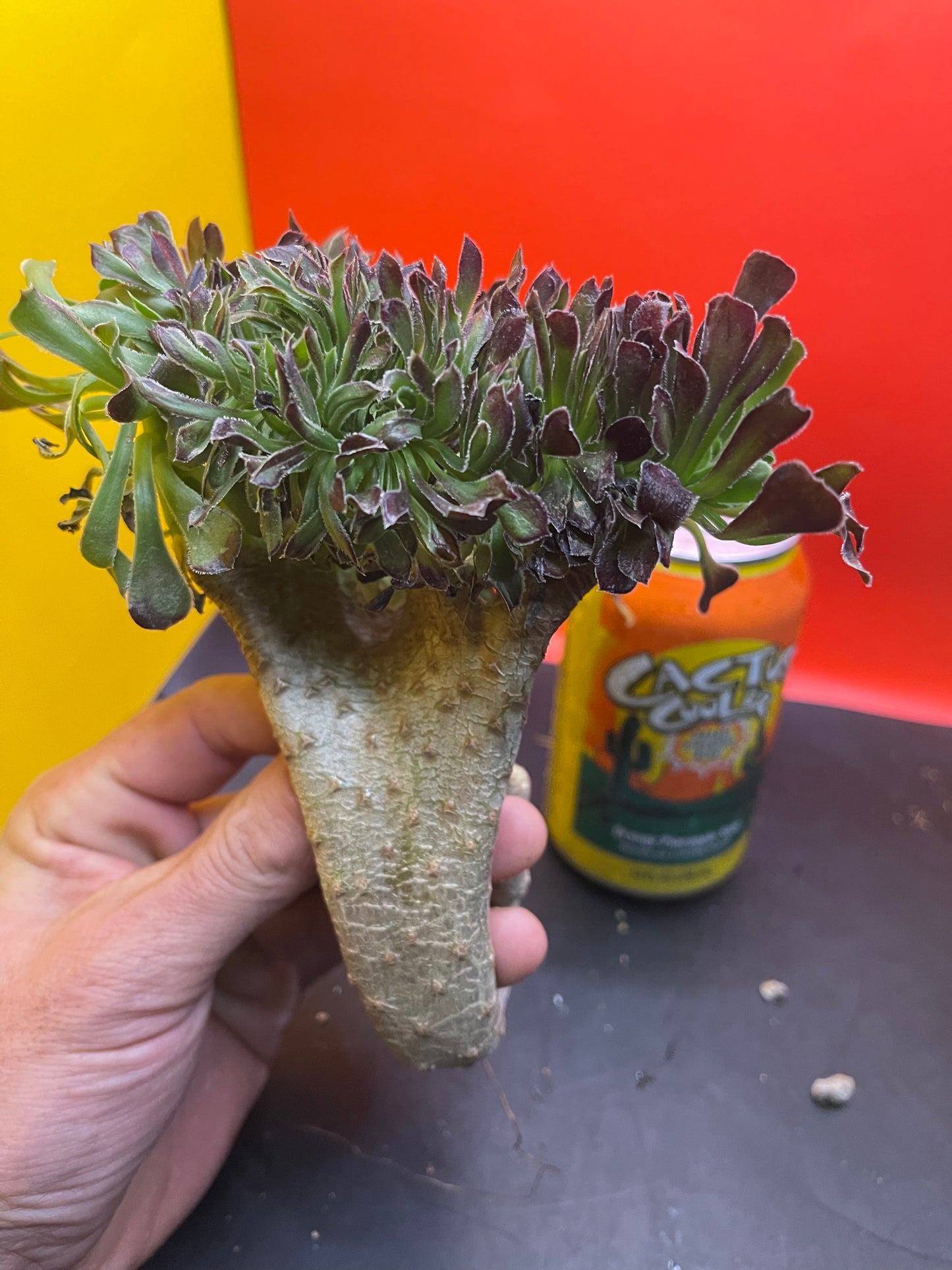 Crested aeonium