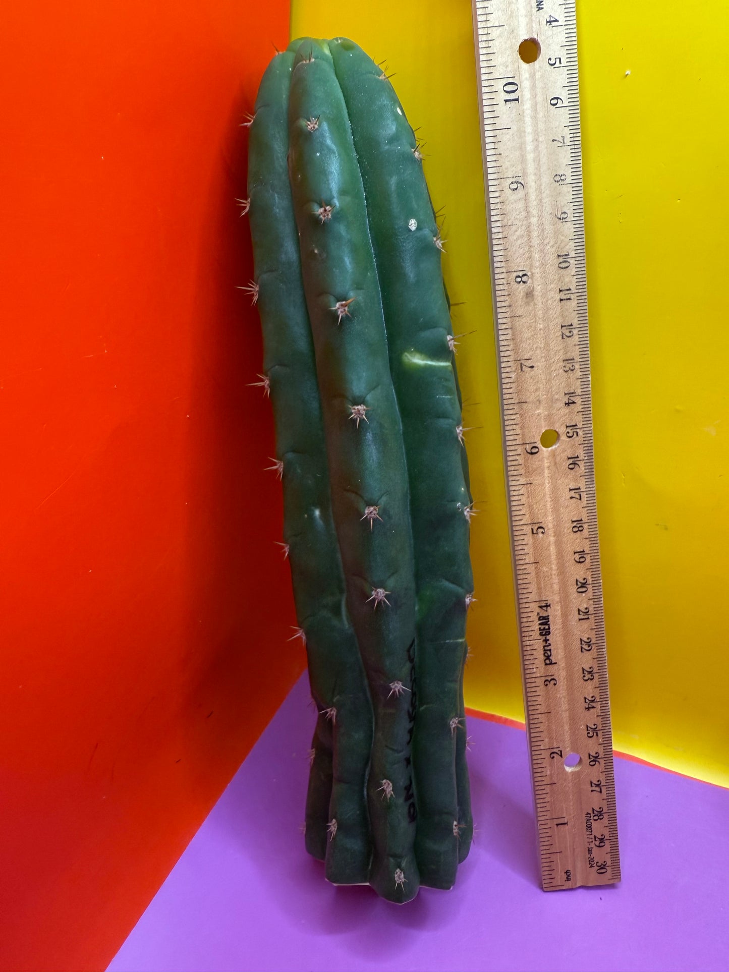 De costa O.p. San pedro Cactus cutting