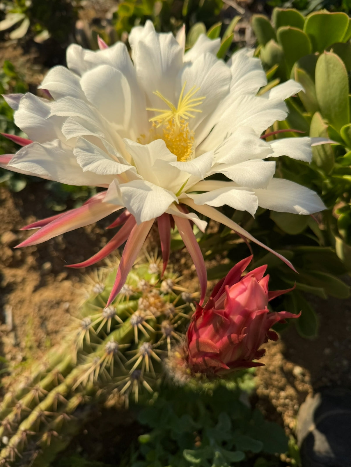 Trichocereus Candacans Seeds