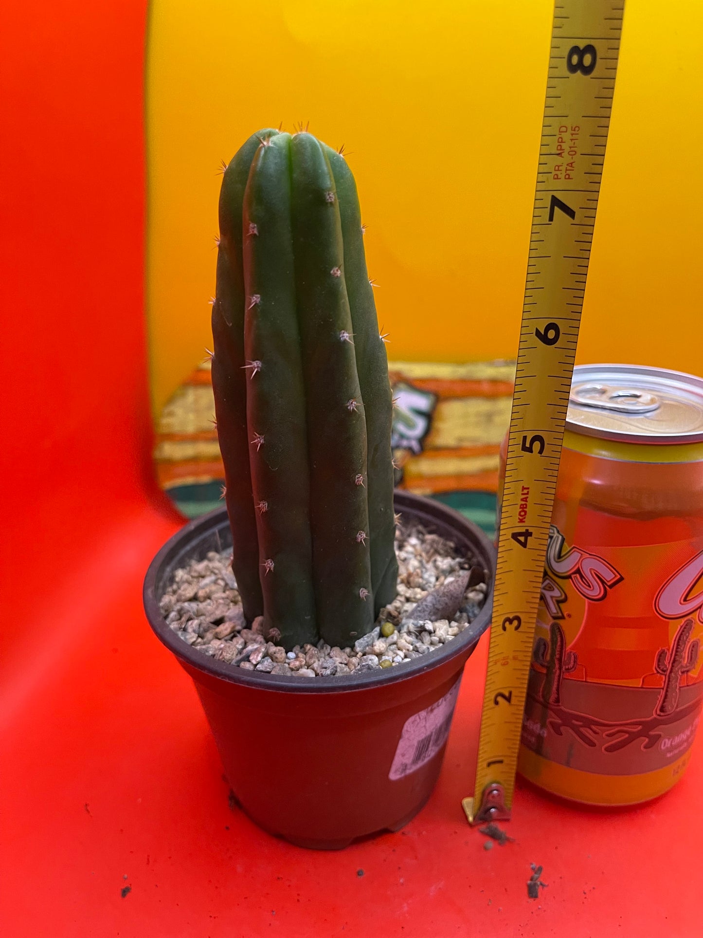 SAN PEDRO CACTUS in a pot