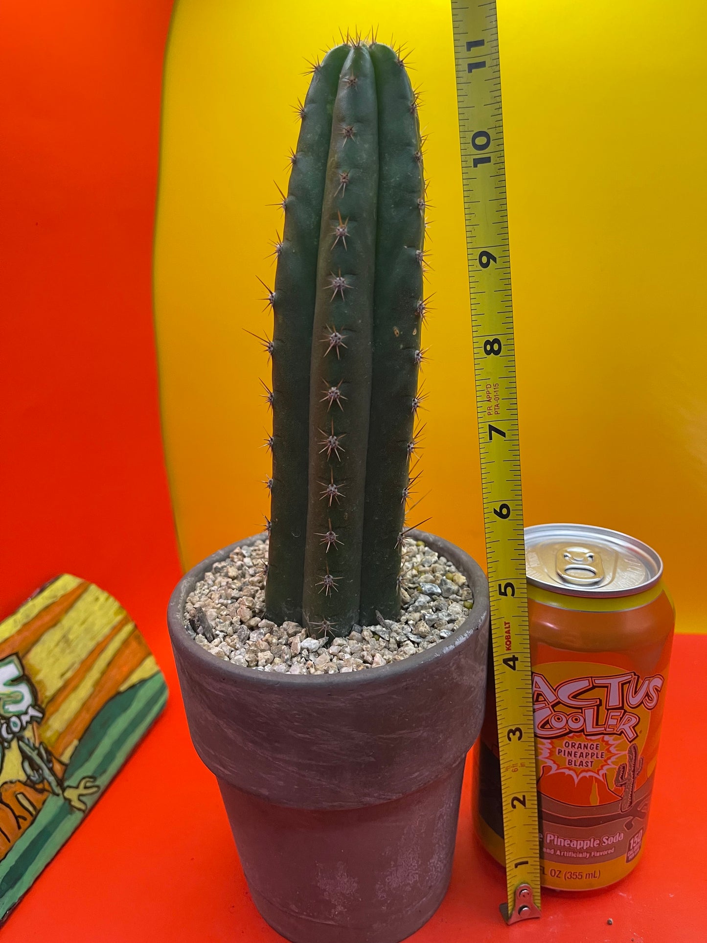 CCVP ! San Pedro cactus