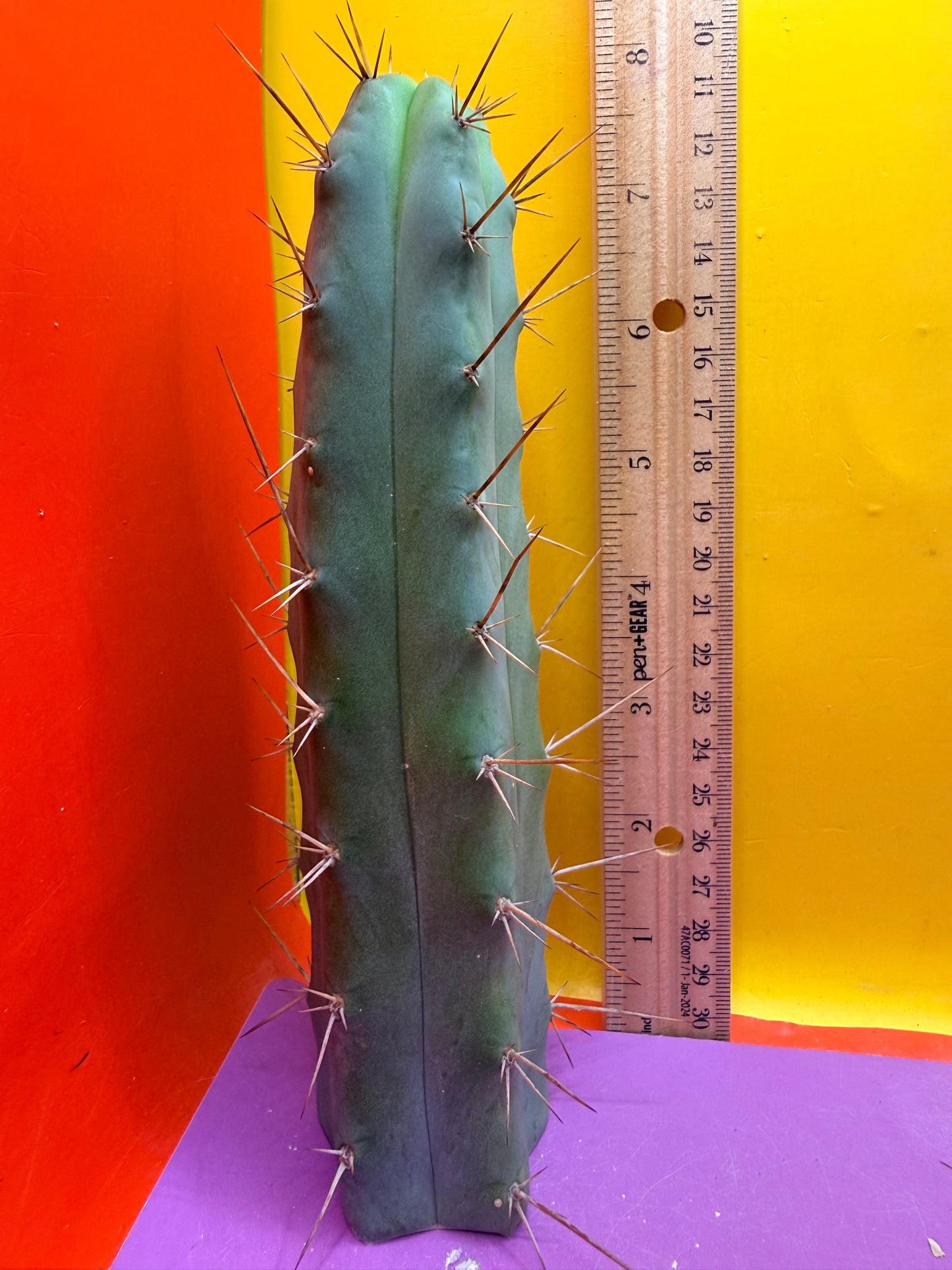 “MINI ME” trichocereus bridgesii