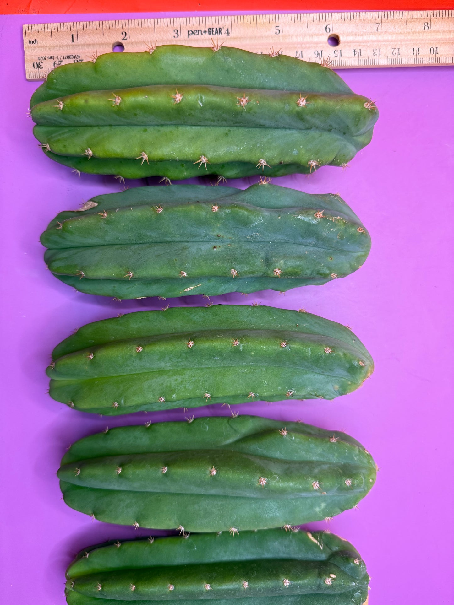 5 cactus bundle pack !!