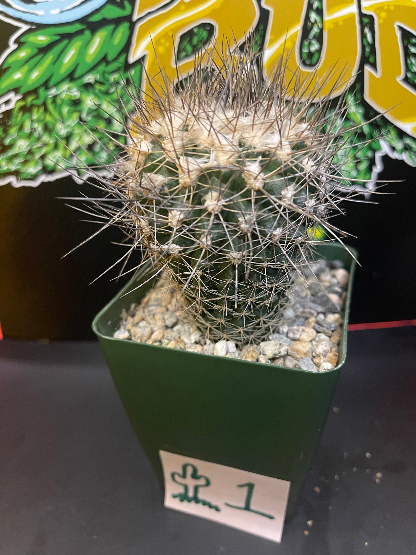 Copiapoa Paposoensis  🌵1