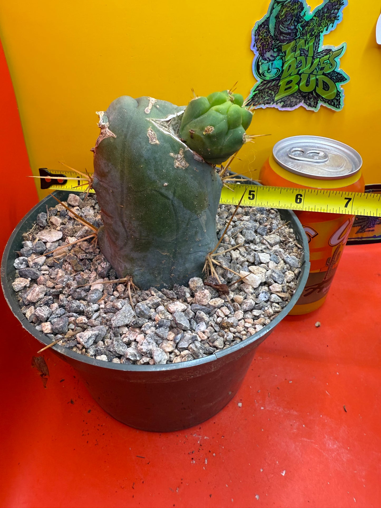 Big fat TBM in 6” wide pot
