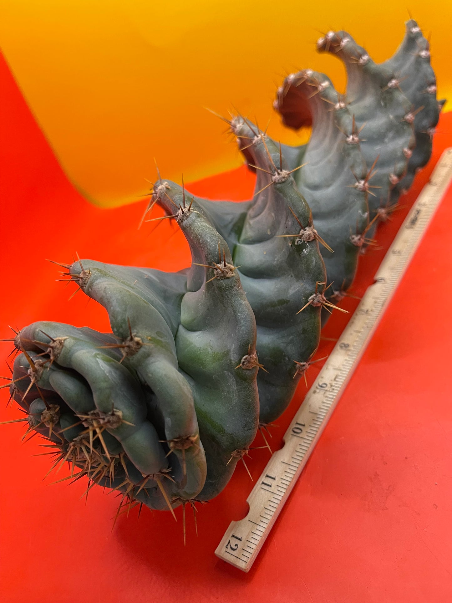 FAT Spiral Cactus !Over 4” thick - Foot long