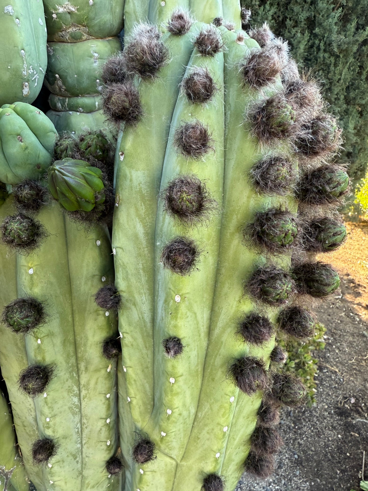 Cahuilla x Candacans Seeds