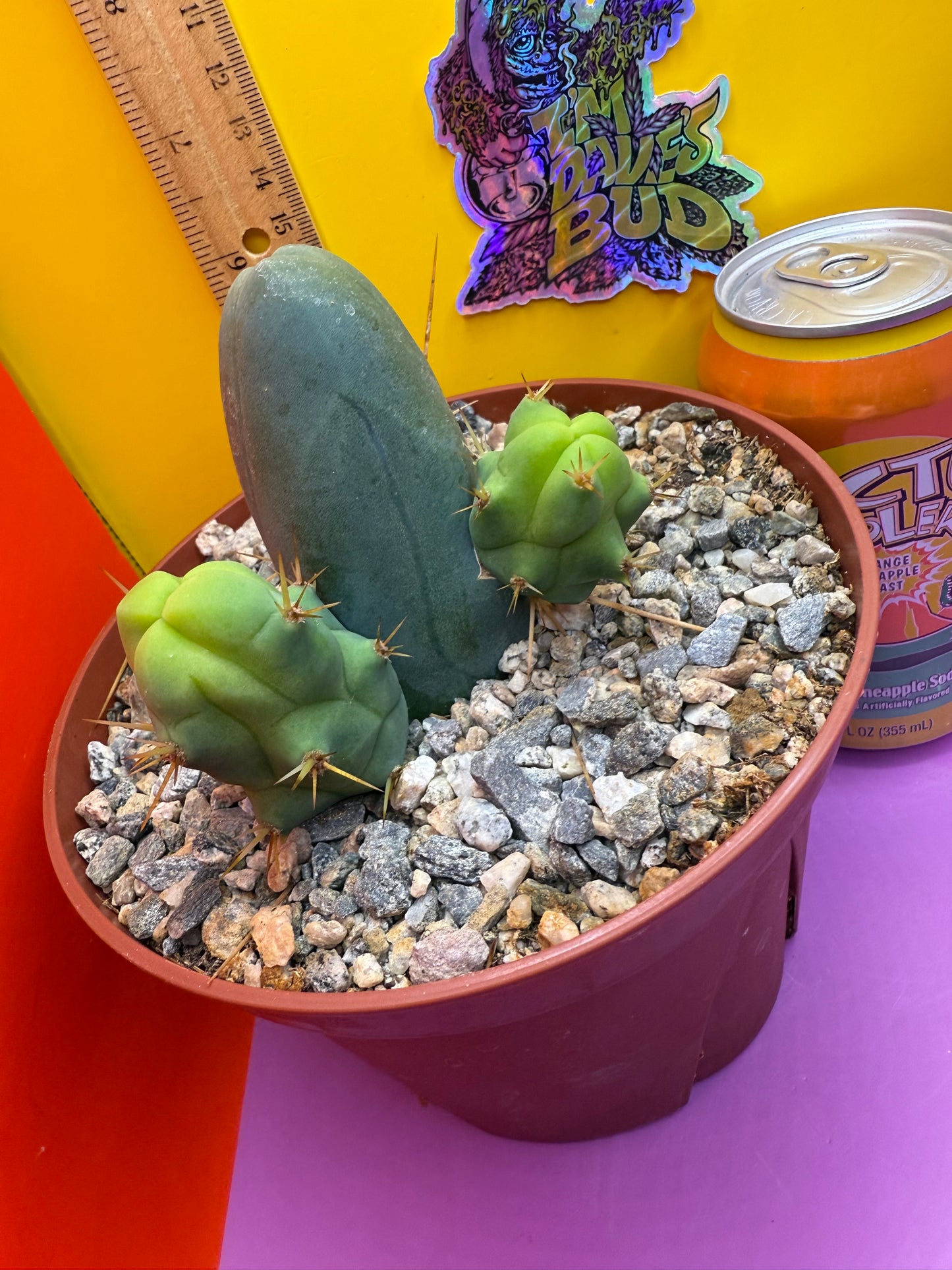 TBM CACTUS smooth and clean !  shipped in pot  - this exact one pictured