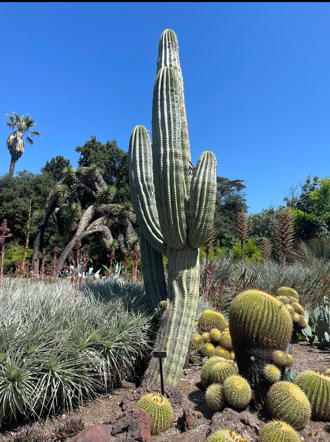 100 Trichocereus terscheckii Seeds !