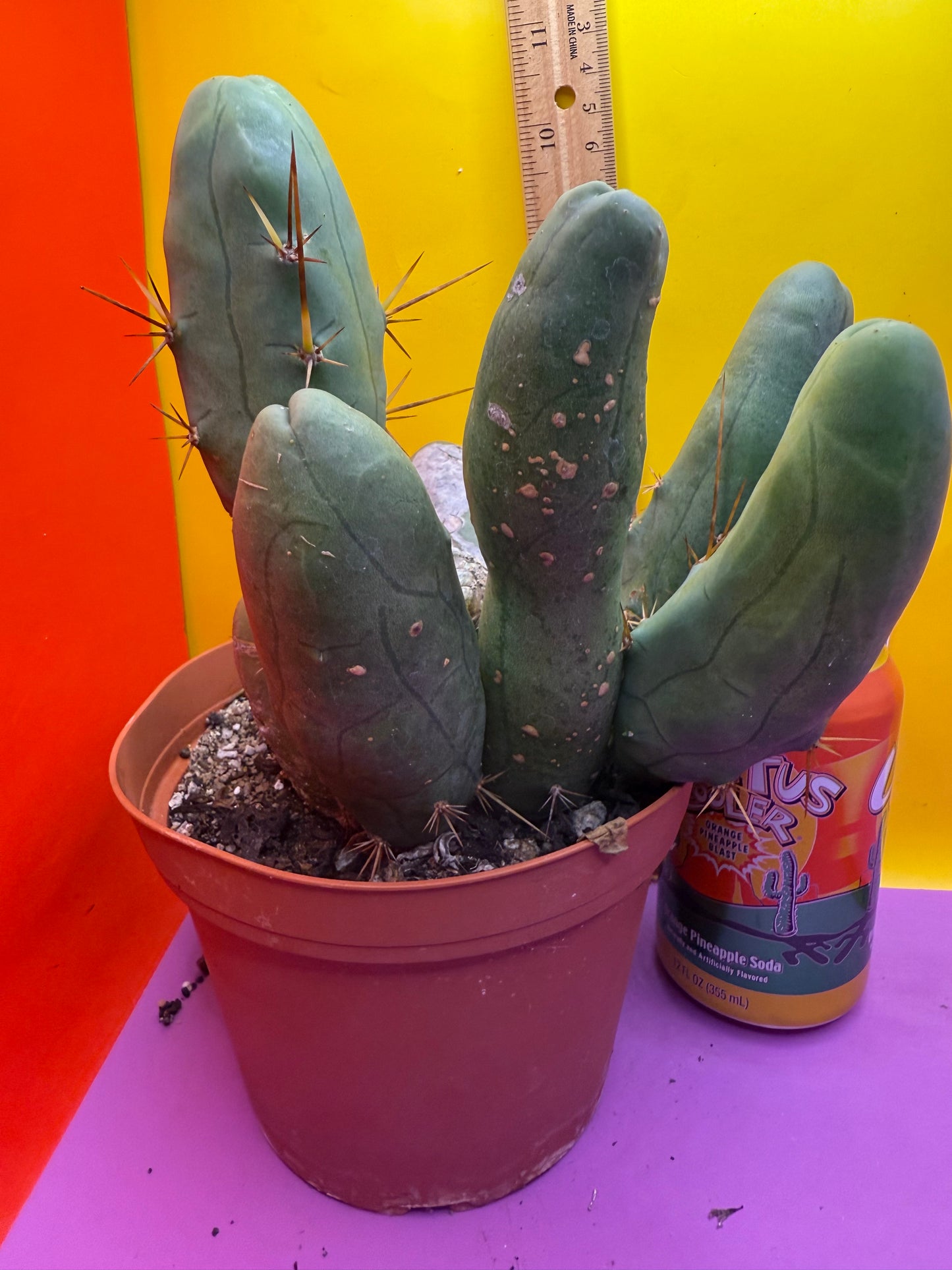 BIG OLE’ TBM stand ! The biggest available this week !