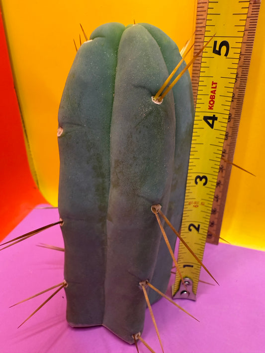 Trichocereus Bridgesii cutting of “DEL DIOS”