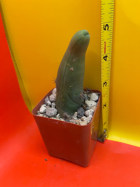 Small Tbm in a pot