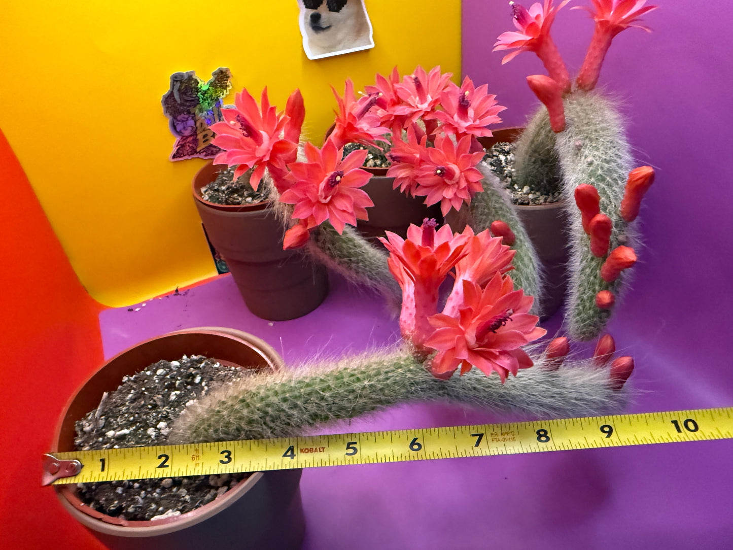 Monkey tail cactus !!
