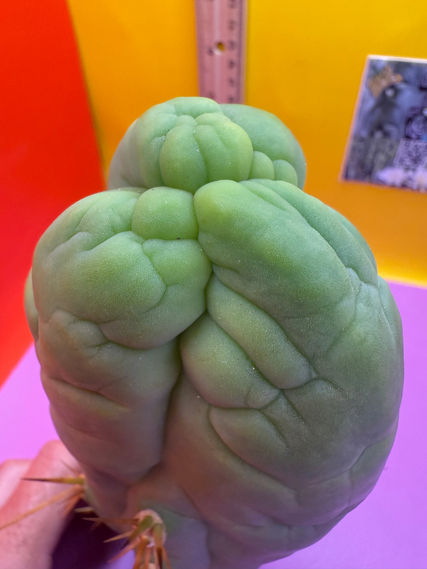 Big Thic Bruce’s Dragon 🐉