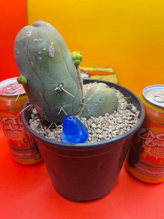 Tbm CACTUS