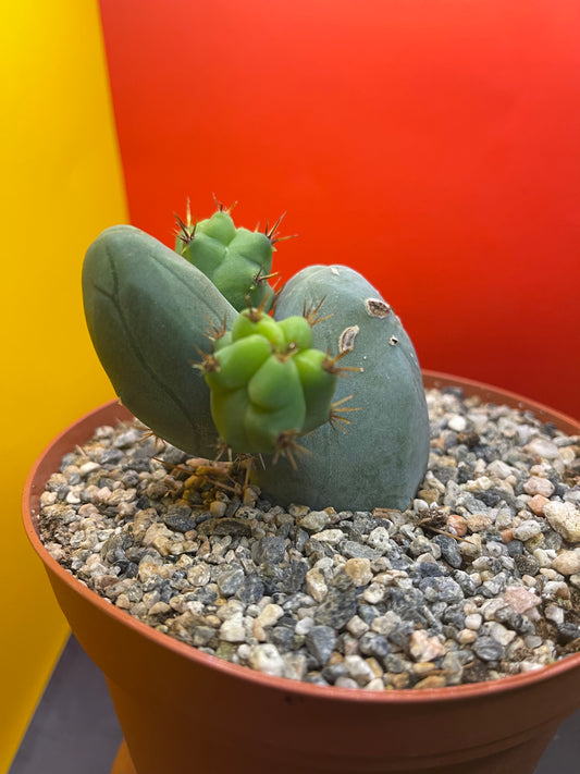 SHIPS IN POT - TBM CACTUS