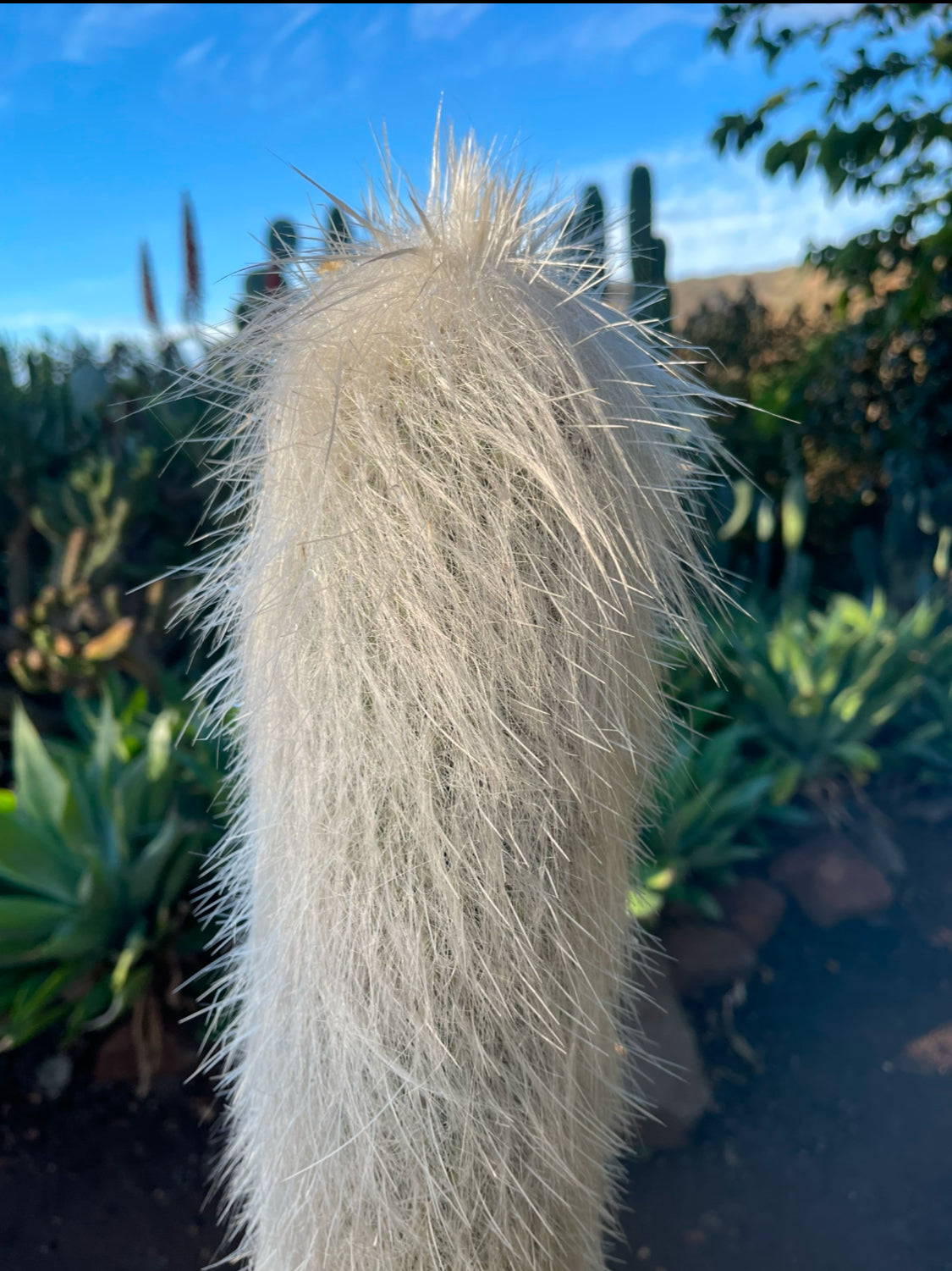 Cephalocereus Senilis Seeds