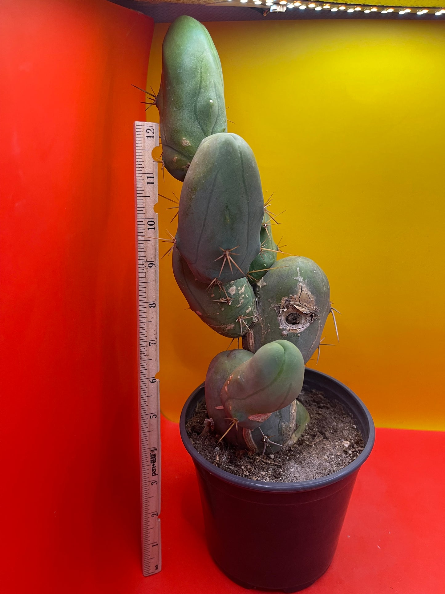 EXTRA LARGE TBM-b cactus in pot