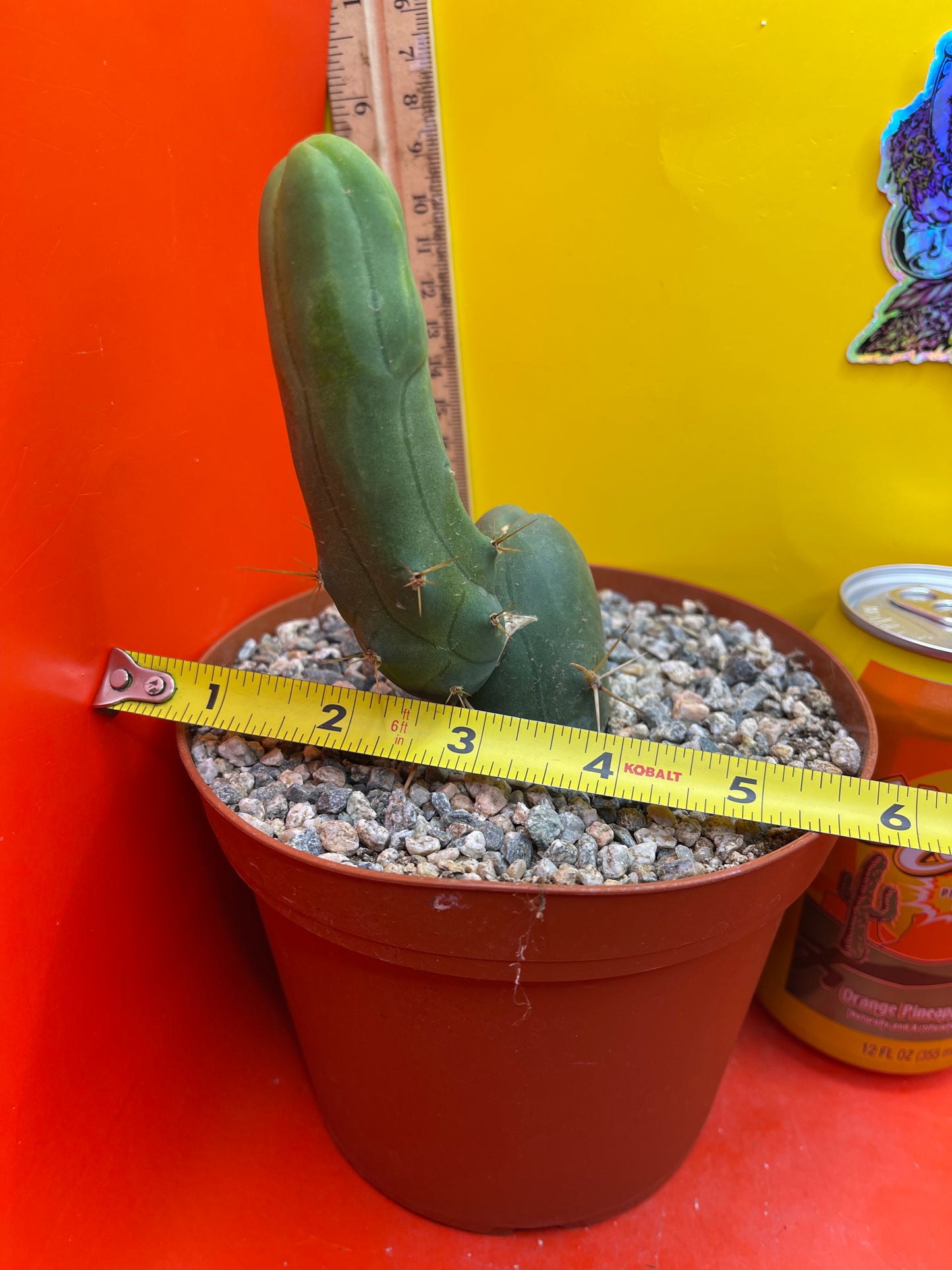 TBM exact cactus ships in 6” pot