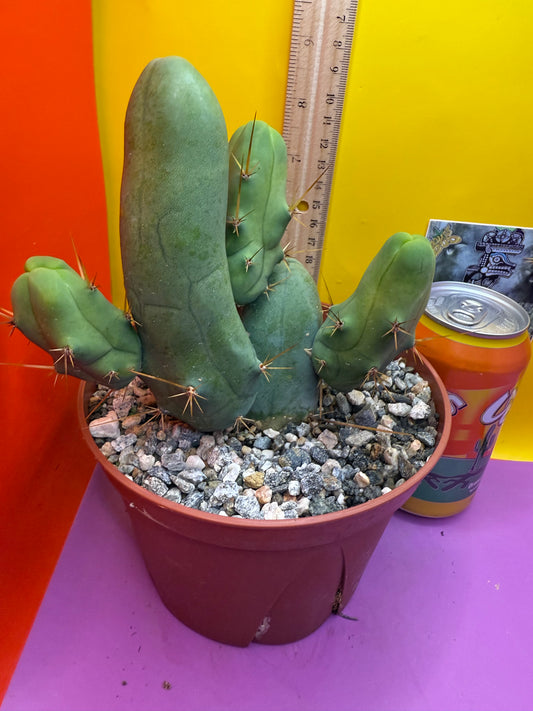 Trichocereus bridgesii monstros 6 segments  , fully rooted and CLEAN !