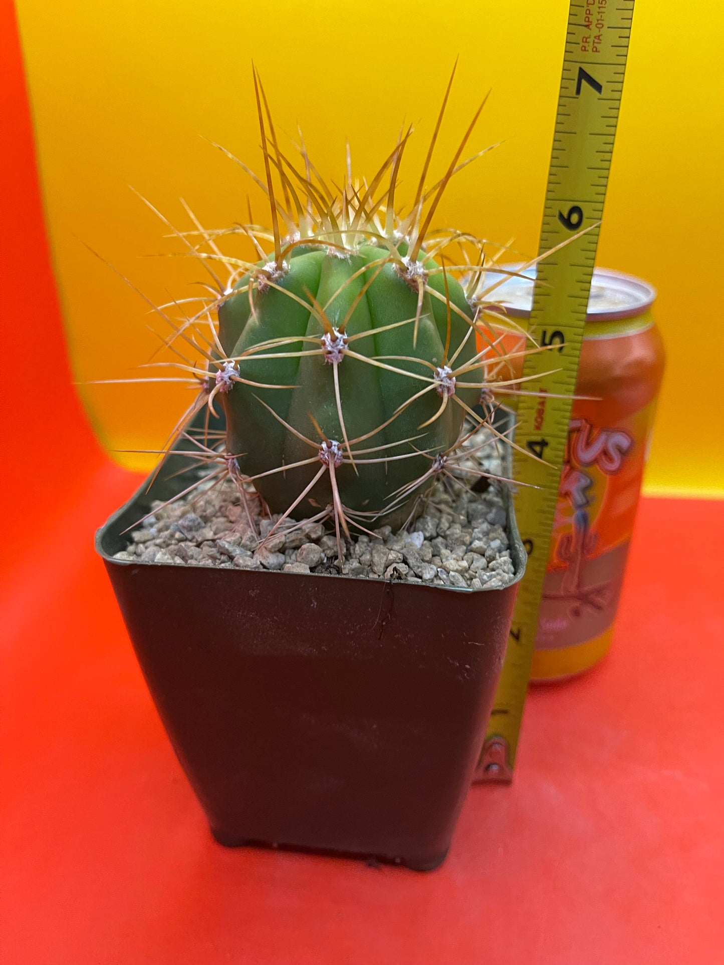 Trichocereus terscheckii