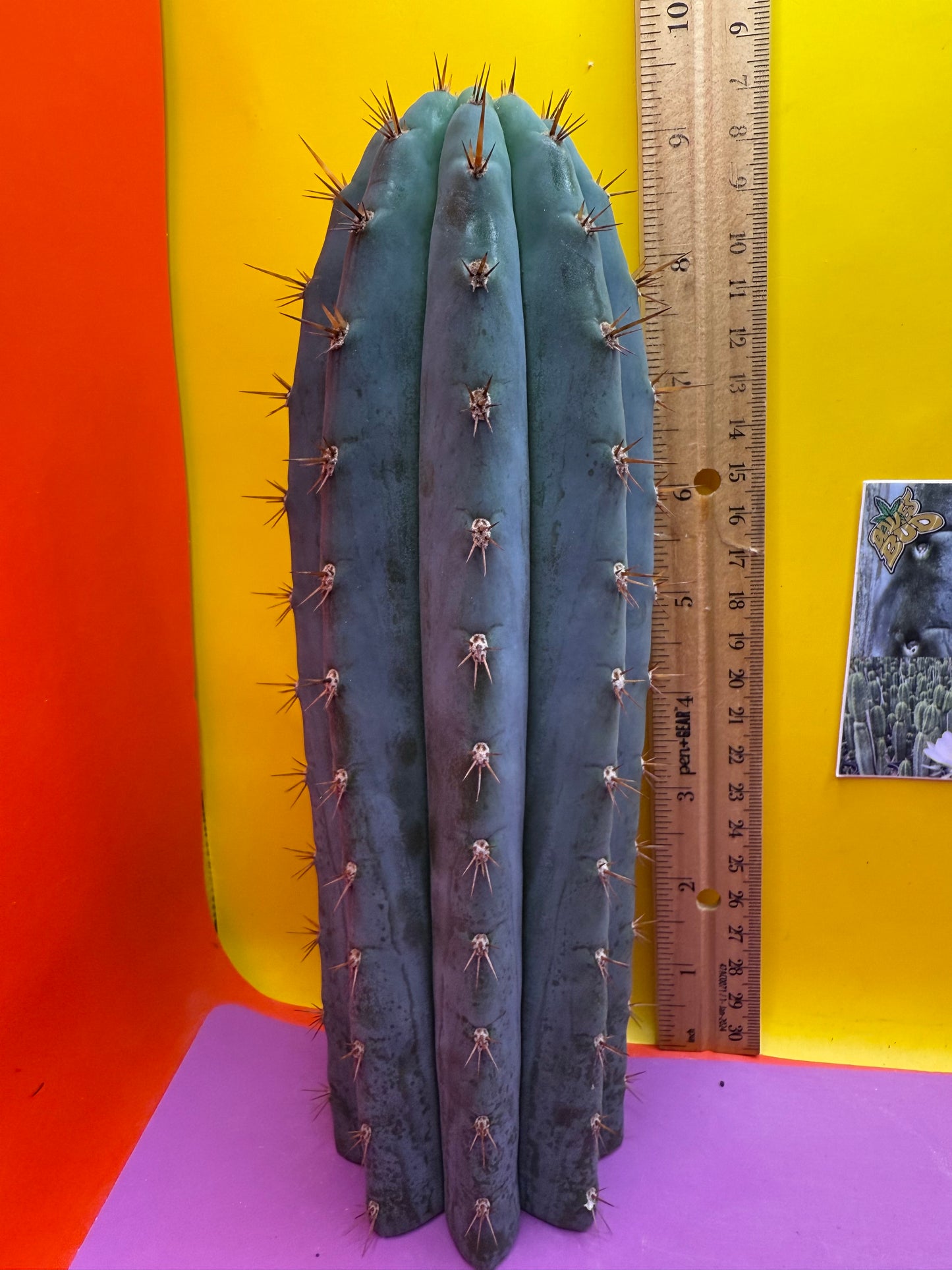 New years sale blue trichocereus peruvianus !!