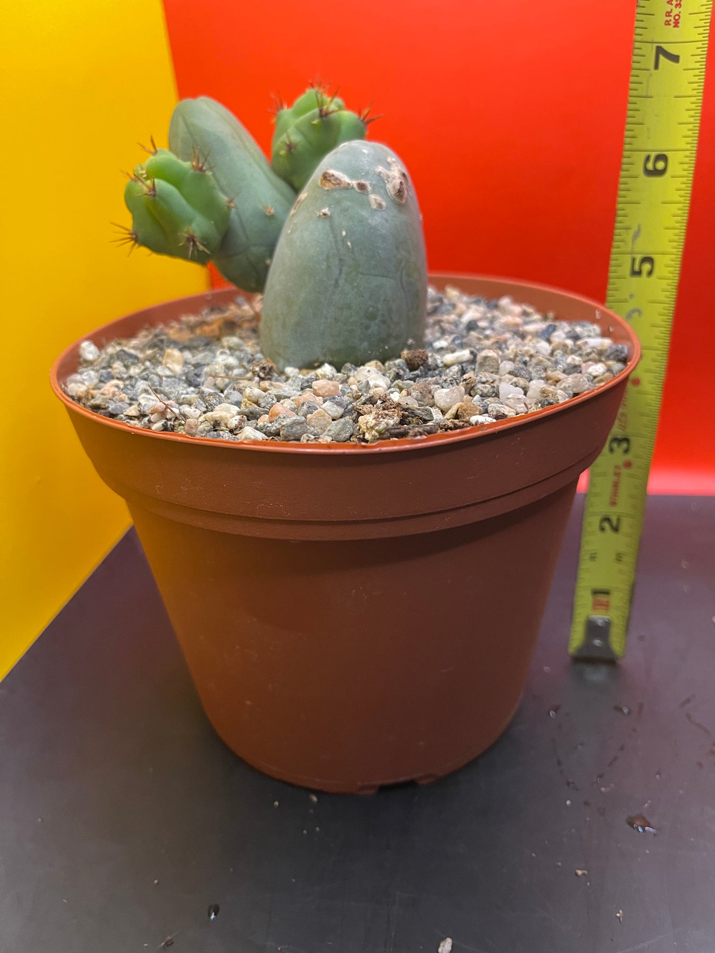 SHIPS IN POT - TBM CACTUS