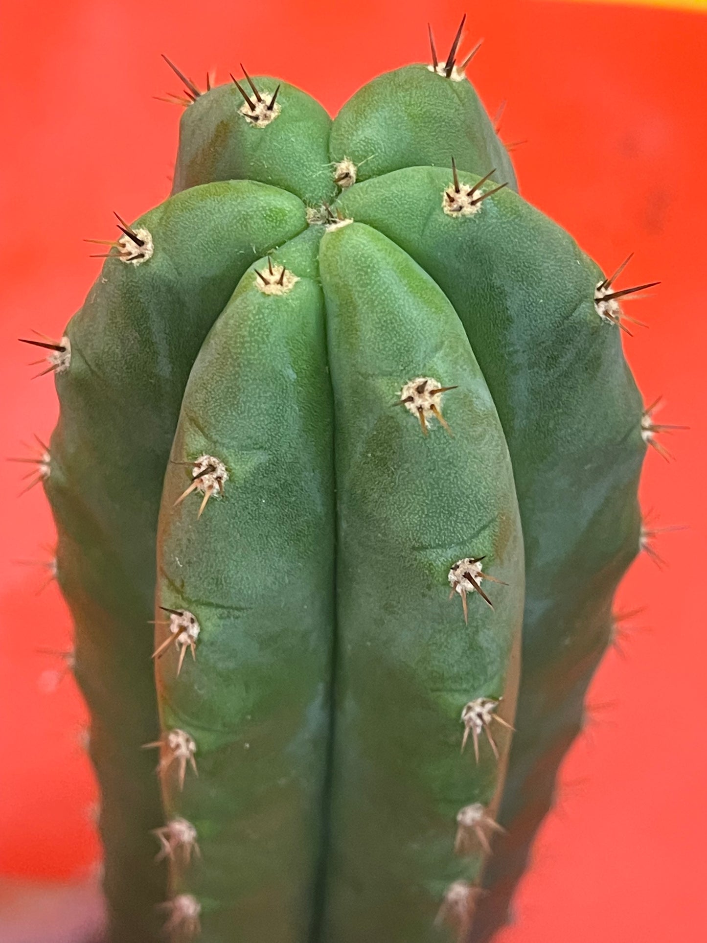 Trichocereus pallarensis x tpm