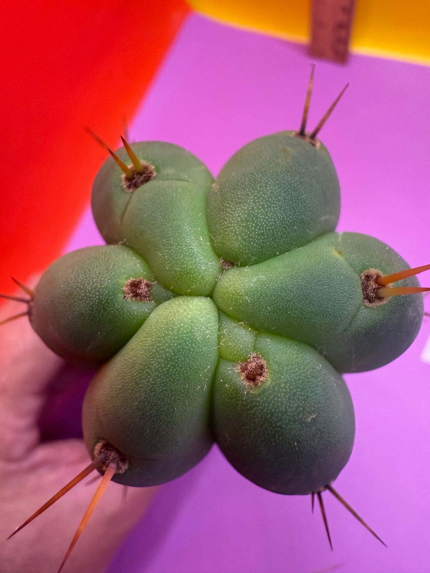 YOWIE X WOWIE !! Trichocereus Hybrid cactus cutting for sale