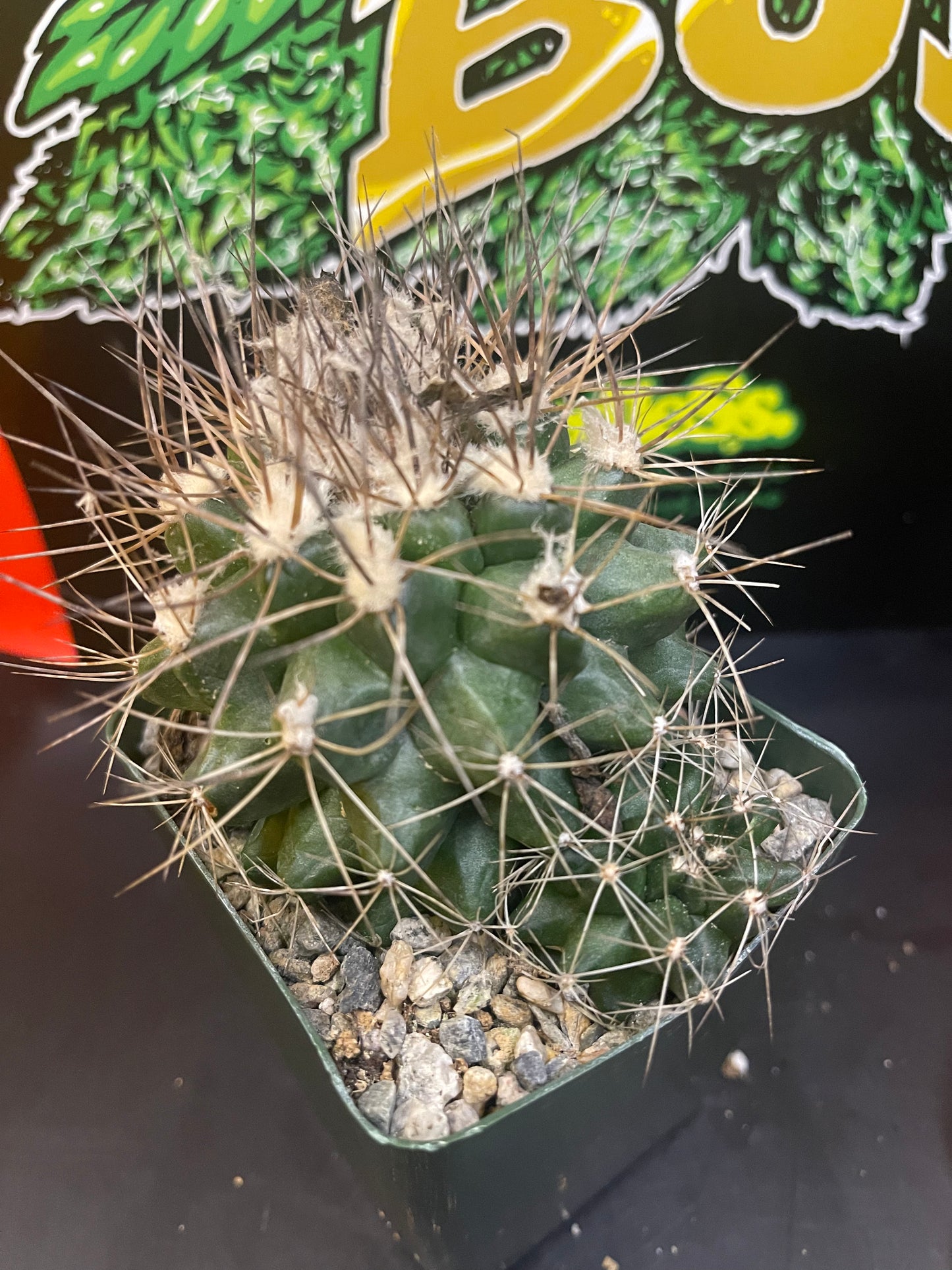 FAT copiapoa paposoensis with pup !