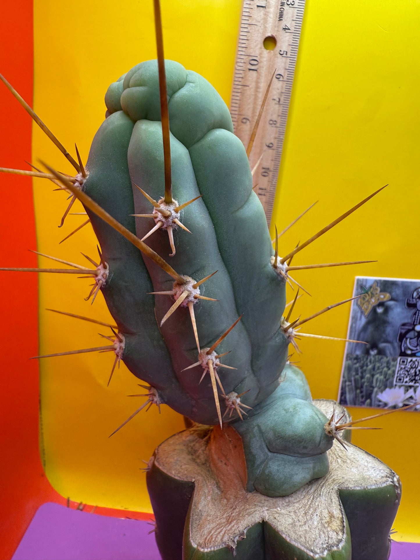 Bruce’s dragon graft