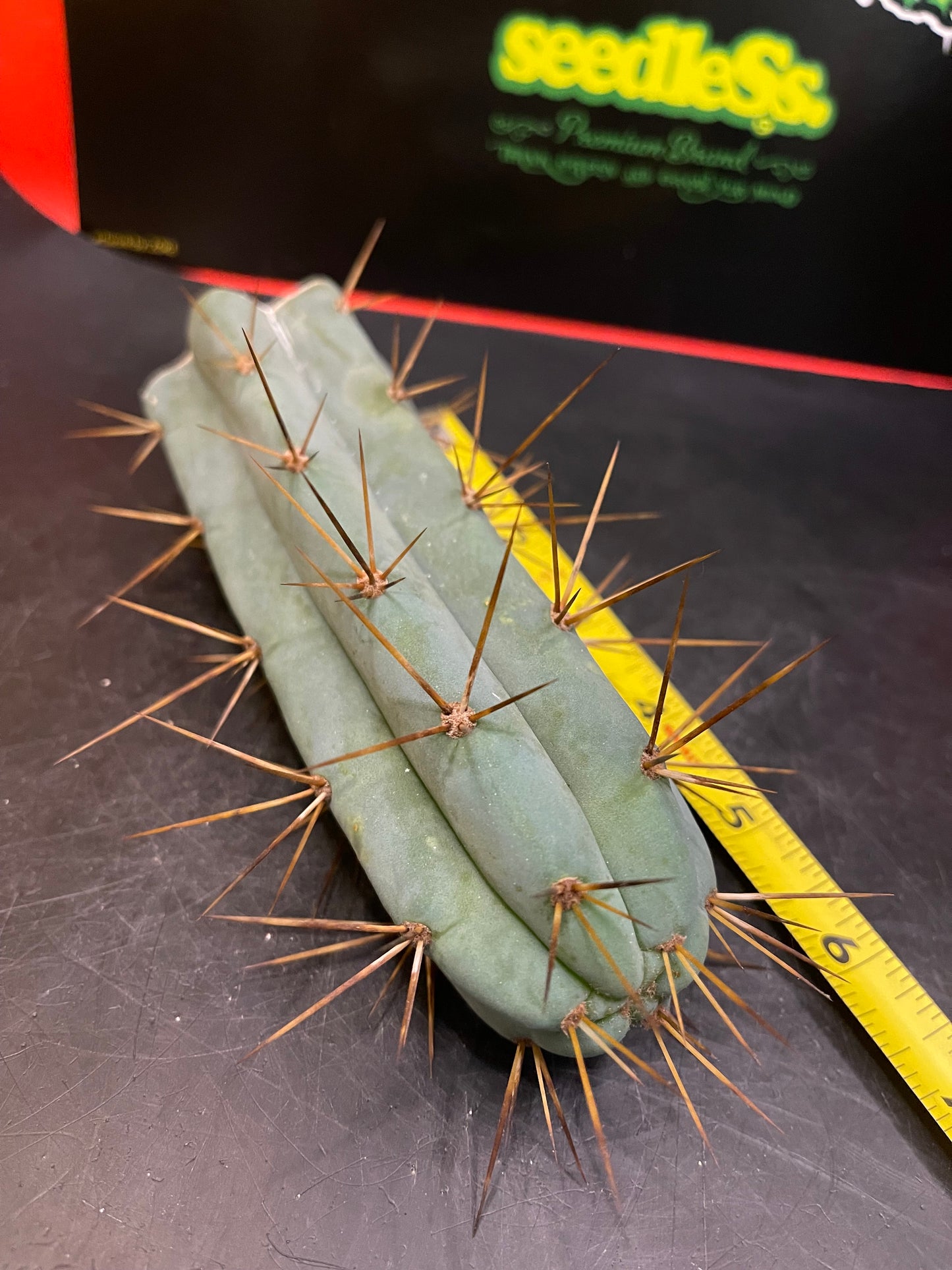 San Pedro cactus !🌵🌶️