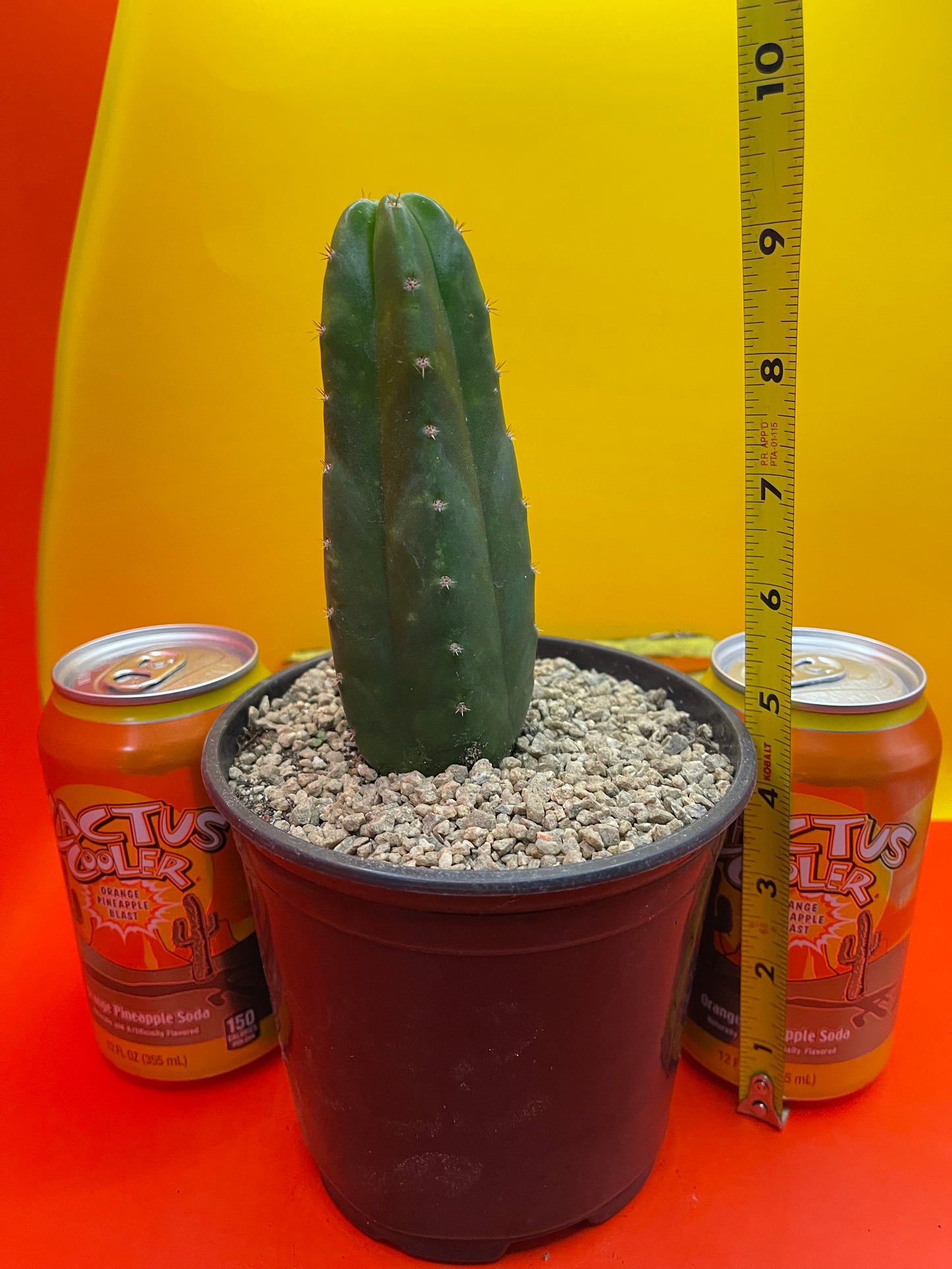 SAN PEDRO CACTUS !