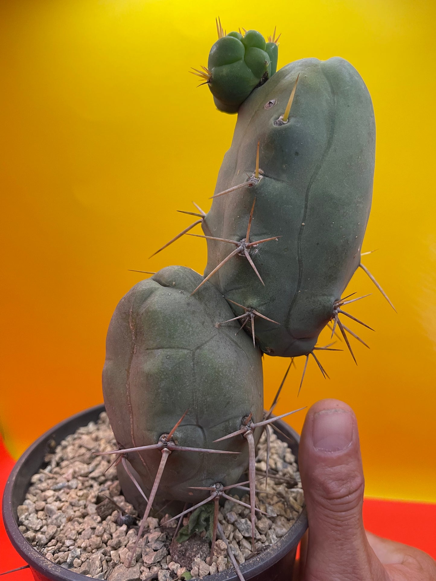 Trichocereus Bridgesii Monstrose - TBM !