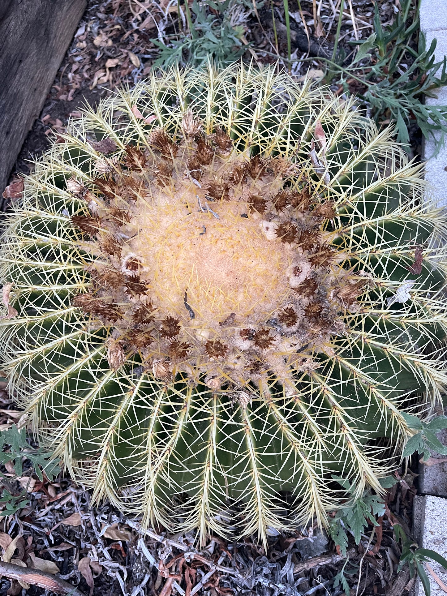 Free golden barrel cactus seeds !